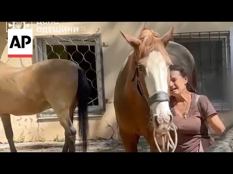 Horse stable and buildings hit in Russia strike on Odesa, Ukraine